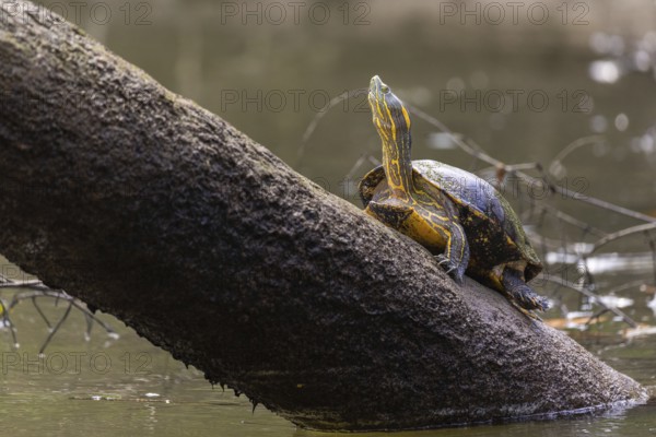 Central American tortoise (Trachemys venusta), tortoises (Testudinata), Sierpe, Puentarenas, Costa