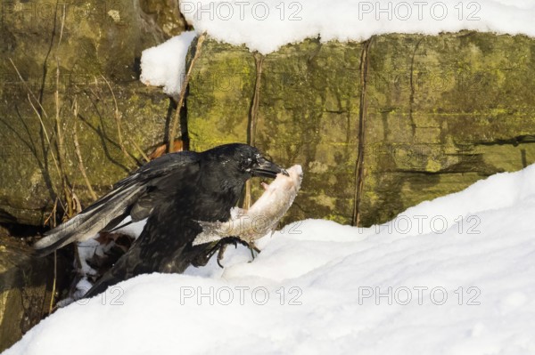 A crow (Corvus corone corone) carrying a fish in the snow against a rocky backdrop, Hesse, Germany,