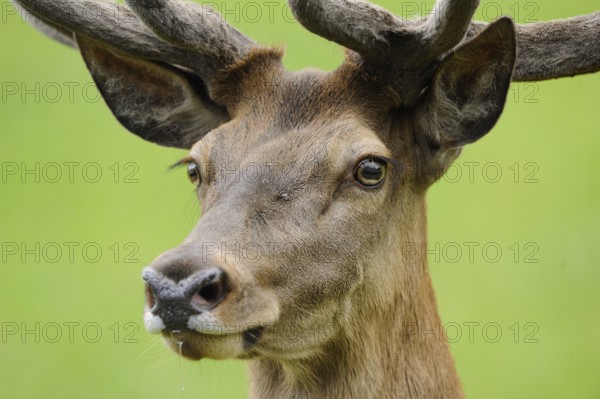 Close-up of a stag's head with magnificent antlers against a green background, red deer (Cervus