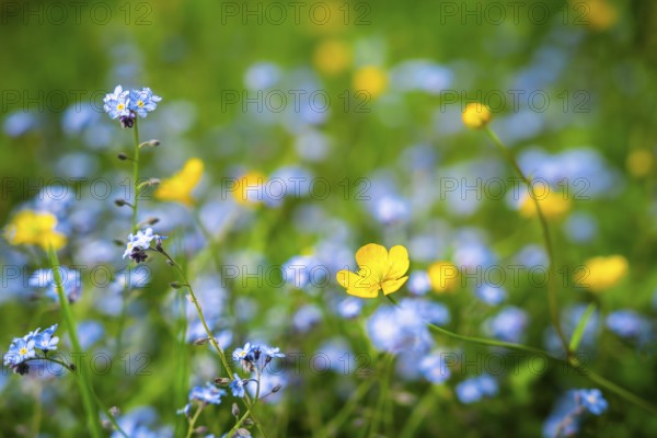 Yellow buttercups (Ranunculus acris) and wild blue-flowering forget-me-nots (Myosotis) in a meadow.
