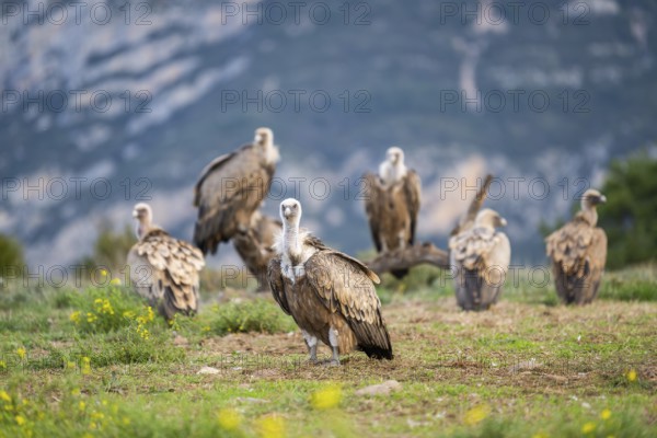Gathering of griffon vultures (Gyps fulvus) at a flowering meadow in autumn, Pyrenees, Catalonia,