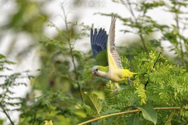 Monk parakeet (Myiopsitta monachus), flying out of a bush, North Pantanal, Barão de Melgaço,