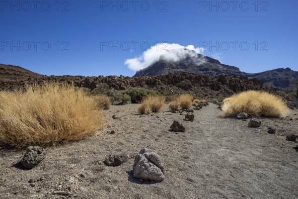 Faded Teide gorse and the summit of Montaña Guajara, also: Alto de Guajara, 2715m, crater walls,