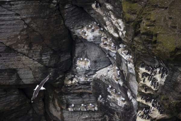 Great black-backed gull (Larus marinus) flying in front of a rock face with guillemots (Uria aalge)