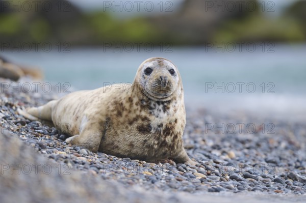 Grey seal (Halichoerus grypus) on the beach on the edge of the water with the sea in the