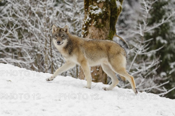 A young grey wolf (Canis lupus lupus) runs across the sloping, snow-covered meadow at the edge of a