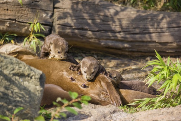 A female giant otter or giant river otter (Pteronura brasiliensis) nurses her young and plays with