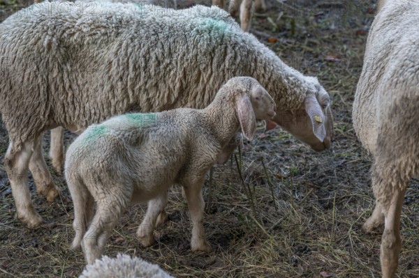 Merinoland sheep, mother with lamb on the pasture, Thuisbrunn, Upper Franconia, Bavaria, Germany,