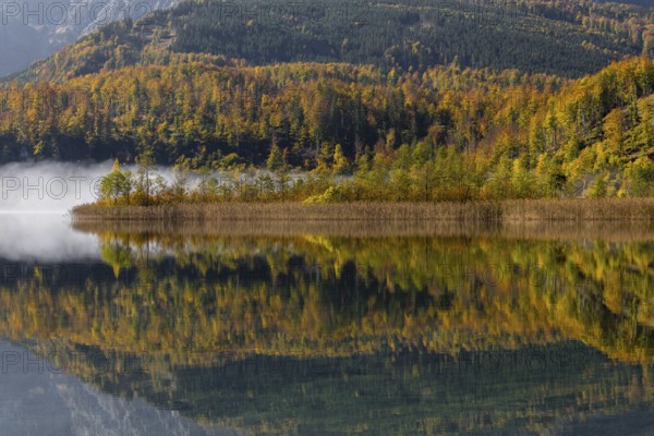 Lake Almsee in autumn with a forest reflected in the lake. A slowly dissipating fog moves over the