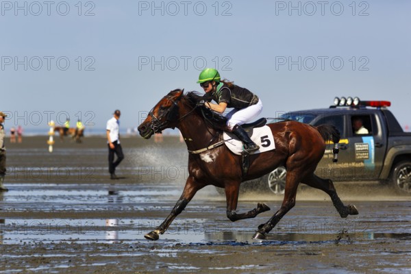 Rider, horsewoman, horse at a gallop, gallop race in the mudflats, Duhner Wattrennen 2019, Duhnen,