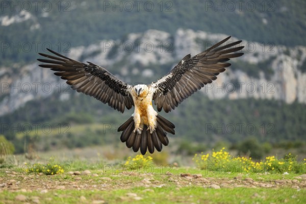 Bearded Vulture (Gypaetus barbatus) adult bird in flight with mountains in the backround, Pyrenees,