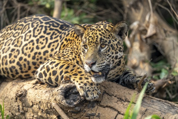 Jaguar (Panthera onca), lying on a fallen tree trunk, North Pantanal, Barão de Melgaço, Joselândia,