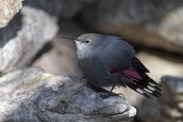 Wallcreeper (Tichodroma muraria), standing on rocks, captive, Alpenzoo Innsbruck, Tyrol, Austria,