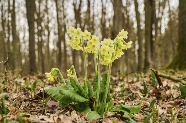 True oxlip (Primula elatior) growing in a forest in spring, Bavaria, Germany, Europe