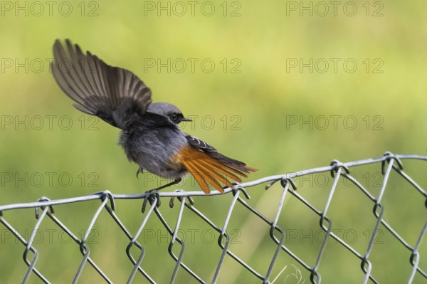 A redstart (Phoenicurus ochruros), male, hopping with spread wings on a wire mesh fence, Hesse,