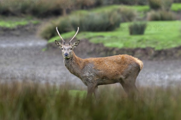 Red deer (Cervus elaphus) brocket, young second year stag with simple, unbranched antlers in