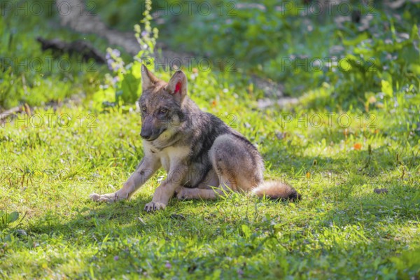 A small-sized gray wolf pup (Canis lupus lupus) sits on a green meadow and scratches himself with