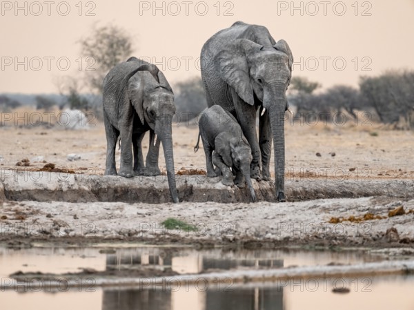 African elephant (Loxodonta africana), mother with young, drinking at a waterhole, at sunset, Nxai