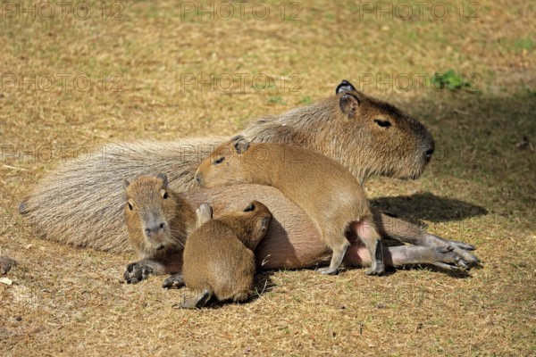Capybara (Hydrochoerus hydrochaeris), capybara, adult, female, mother, young, on land, group,