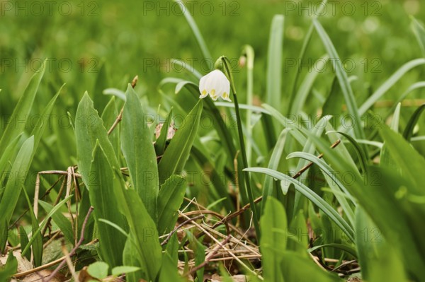 Spring snowflake (Leucojum vernum) blooimg in the middle of wild garlic (Allium ursinum) growing in