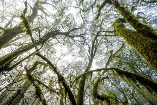 Treetops, laurel trees with mosses and lichens, Garajonay National Park, La Gomera, Canary Islands,