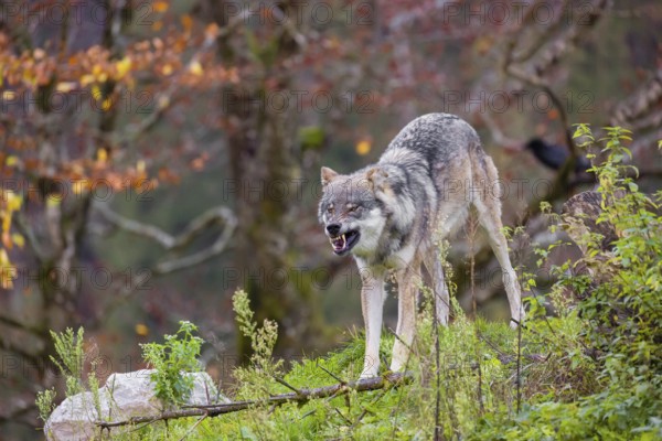 An adult male eurasian gray wolf (Canis lupus lupus) stretches himself on a green meadow on hilly