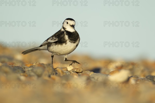Pied wagtail (Motacilla alba) adult bird walking on a shingle beach, England, United Kingdom,