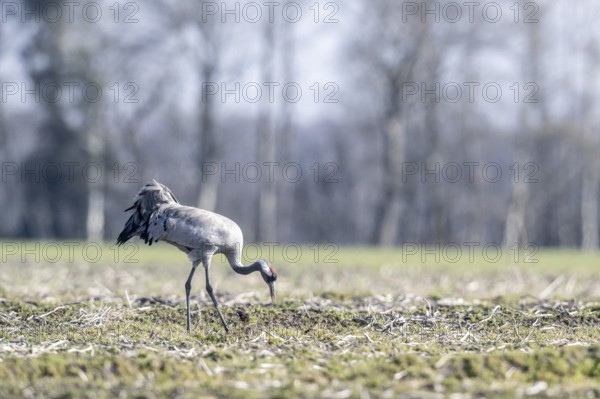 Crane (Grus grus), Emsland, Lower Saxony, Germany, Europe