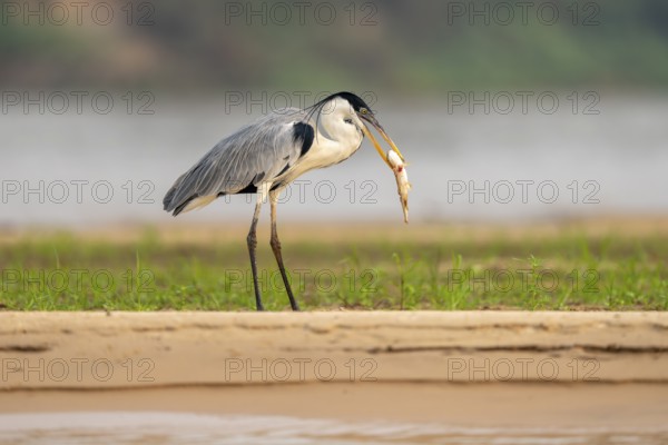 Cocoirei heron (Ardea cocoi), standing on the riverbank eating a fish, North Pantanal, Poconé, Mato