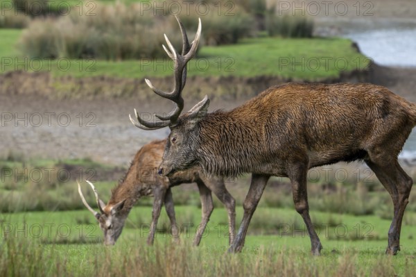 Red deer (Cervus elaphus) adult stag with big antlers and brocket, young second year male with
