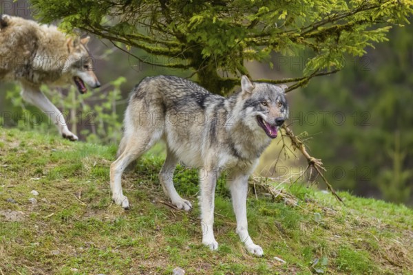 One eurasian gray wolf (Canis lupus lupus) stands under a spruce tree, observing something. Another