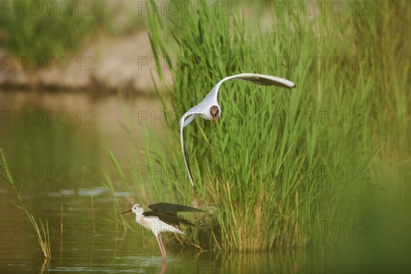 Black-headed gull (Chroicocephalus ridibundus) trying to chase away a Black-winged stilt
