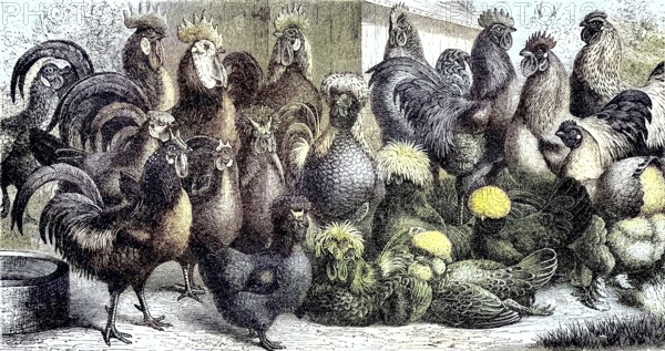 Poultry, various breeding forms of the domestic fowl, Historic, Reproduction of an original from