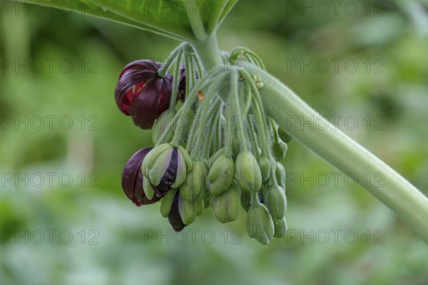 Dysosma mayapple (Podophyllum), Chinese May apple, Netherlands