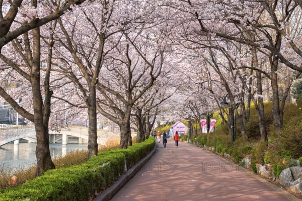 SEOUL, SOUTH KOREA, APRIL 7, 2017: People in blooming sakura cherry blossom alley in park in