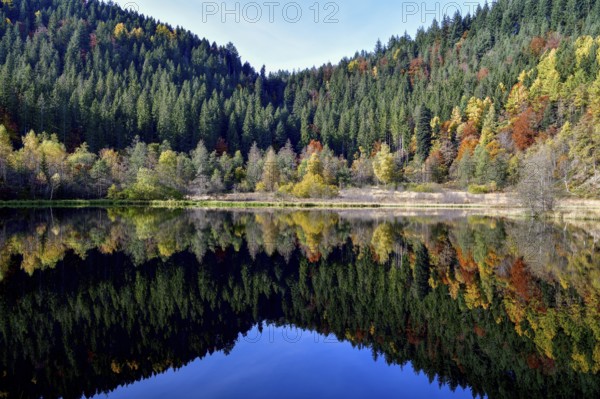 Trees reflected in the Sankenbachsee, Karsee, autumn, near Baiersbronn, Freudenstadt district,