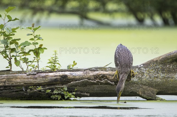 Black-crowned night-heron, black-capped night-heron (Nycticorax nycticorax) juvenile fishing from