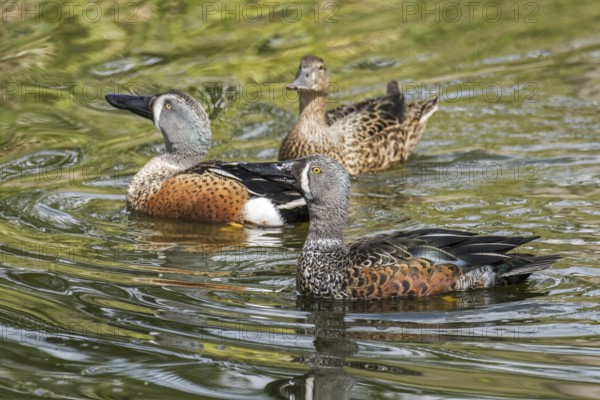 Australasian shoveler, New Zealand shoveler (Spatula rhynchotis variegata) two males and a female