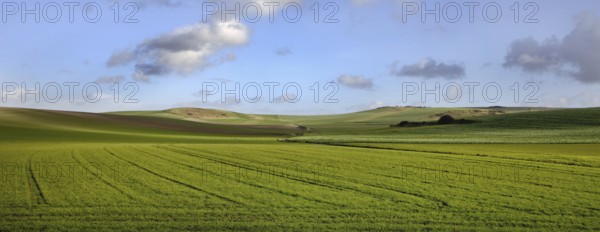 Agricultural landscape showing fields at the French Opal Coast, Côte d'Opale, France, Europe