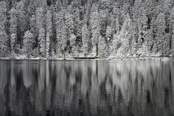Winter landscape at Mummelsee, reflection of the forest, near Seebach, Black Forest, Ortenaukreis,