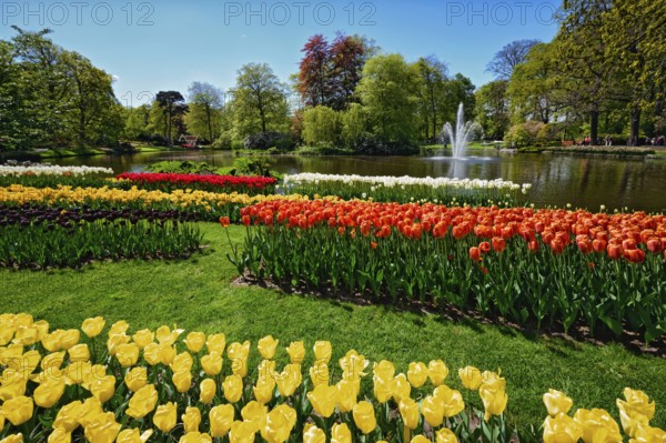Blooming tulips flowerbeds in Keukenhof flower garden, also known as the Garden of Europe, one of