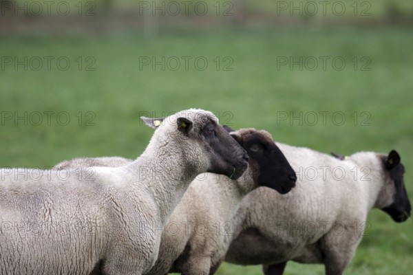 Sheep (Ovis), livestock, wool, black-headed sheep, three, side profile, pasture, North