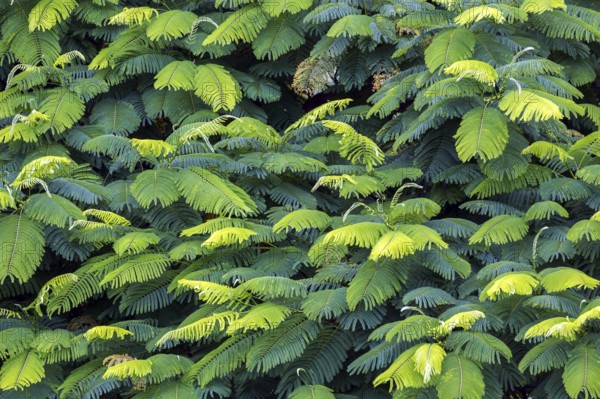 Leaves of the royal poinciana (Delonix regia), Andean Garden Funchal, Jardim Botanico, Madeira,