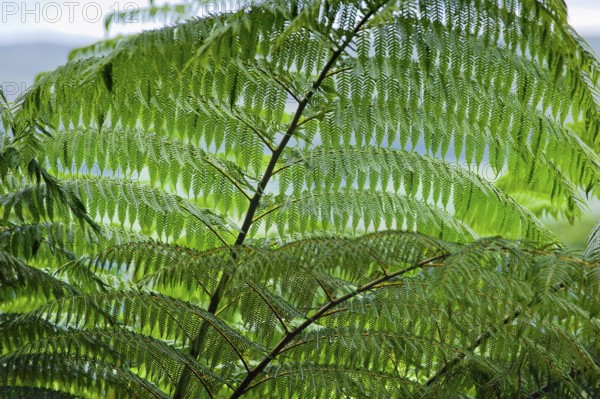 Tree fern (Cyatheales), flora, vegetation, detail, rainforest, tropical, tropical, Queensland,