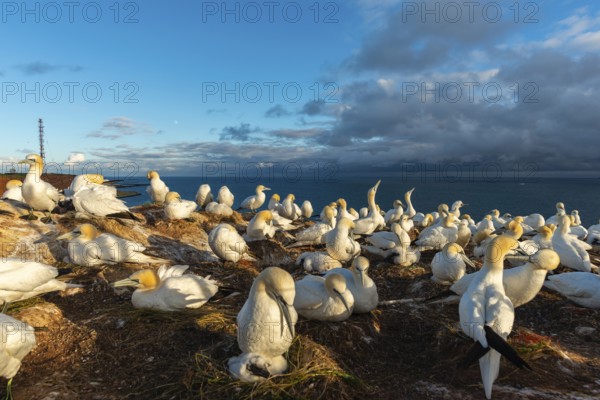 Northern gannet (Morus bassanus), Helgoland Cliff, Helgoland High Seas Island, nests, chicks, North