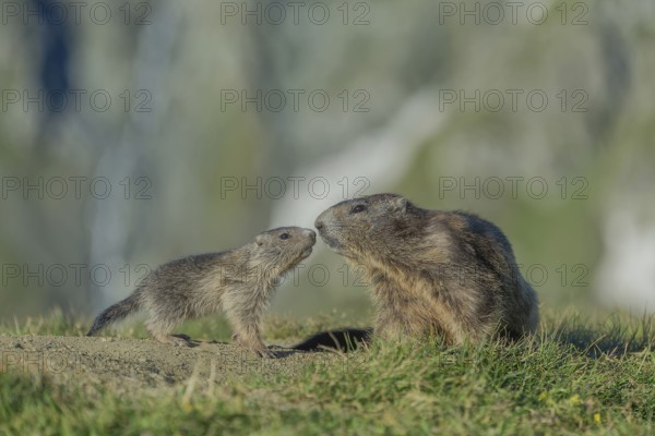 Alpine Marmot (Marmota marmota), Old and young animal sniff each other, Großglockner, Austria,