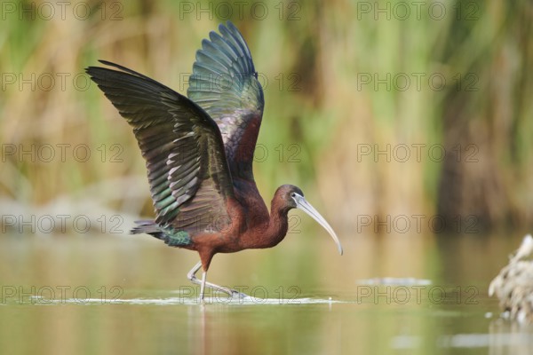 Glossy ibis (Plegadis falcinellus) cleaning its feathers in the water shaking its wings, Camargue,