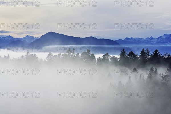 Forest shrouded in fog, the Rigi in the background, Horben viewpoint, Lindenberg, Freiamt, Canton