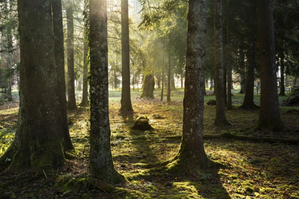 Park landscape or forest landscape in autumn in the morning sun. The sun shines through the trees.