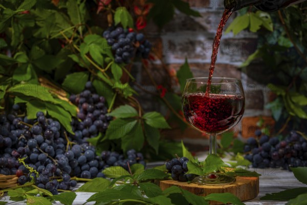 Pouring wine into glass surrounded by blue burgundy grapes in front of brick wall with leaves